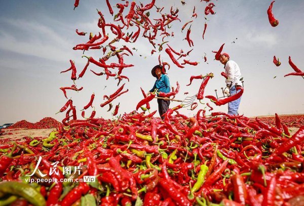 鑫创国际 甘肃高台：晒辣椒